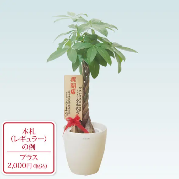 パキラ 約1.5メートル(取りに来ていただける方のみ) パキラ（ラスターポット付）Mサイズ/観葉植物の販売、通販の観葉植物