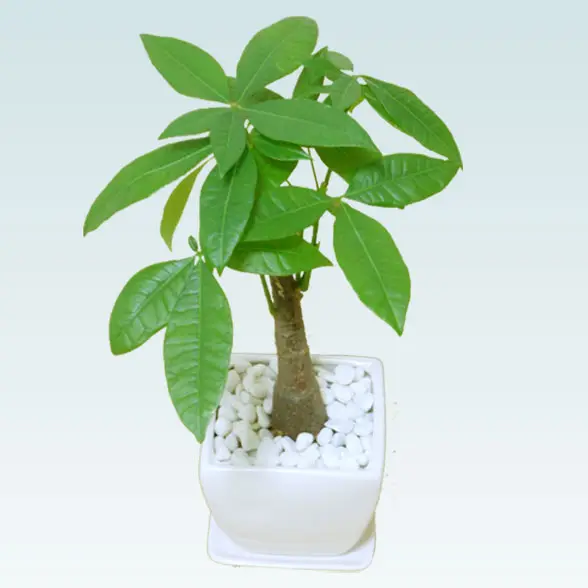 パキラ(陶器鉢植込み、４号スクエア白色2