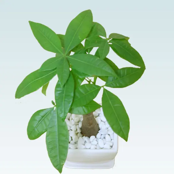 パキラ(陶器鉢植込み、４号スクエア白色4