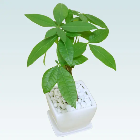 健康的なパキラ 約2メートル 白鉢付き 健康的なパキラ 約2メートル 白鉢付き