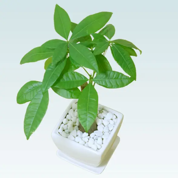 パキラ(陶器鉢植込み、４号スクエア白色6