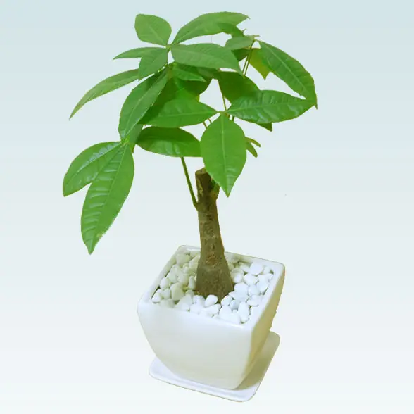 パキラ(陶器鉢植込み、４号スクエア白色8