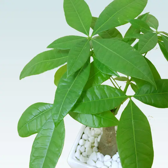 パキラ(陶器鉢植込み、４号スクエア白色9