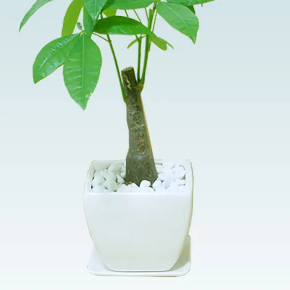 パキラ(陶器鉢植込み、４号スクエア白色12