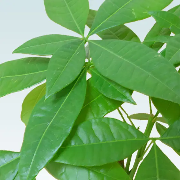 パキラ(陶器鉢植込み、４号スクエア白色21