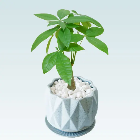 パキラ(陶器鉢植込み、４号プリズムポット）　左