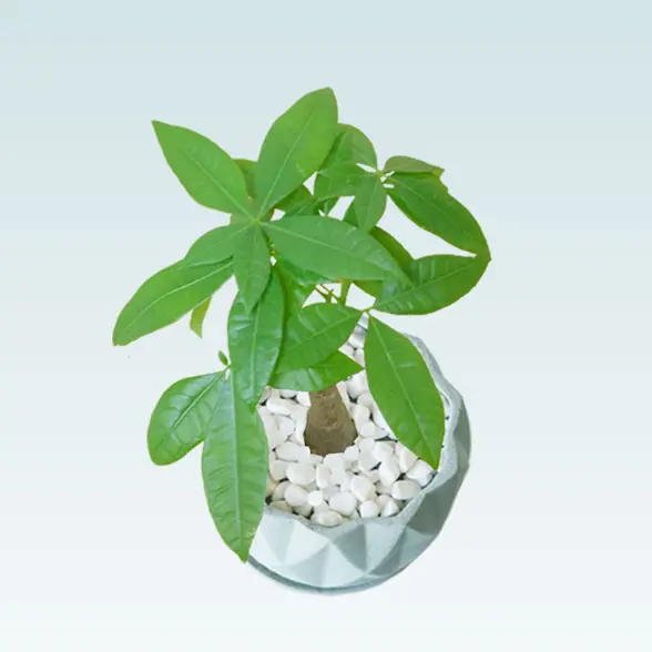 パキラ(陶器鉢植込み、４号プリズムポット）　上から