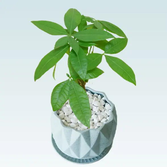 パキラ(陶器鉢植込み、４号プリズムポット）　上