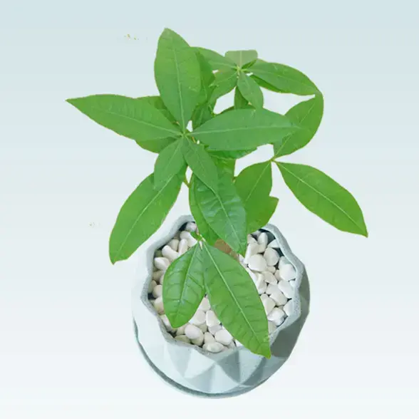 パキラ(陶器鉢植込み、４号プリズムポット）　斜め左