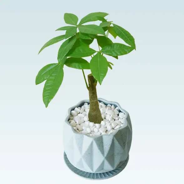 パキラ(陶器鉢植込み、４号プリズムポット）右