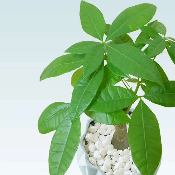 パキラ(陶器鉢植込み、４号プリズムポット）　拡大