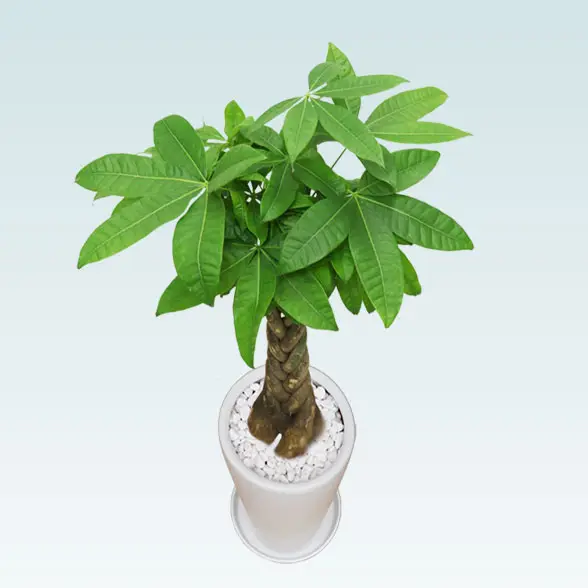 パキラ(陶器鉢植込み、６号ラウンド白色)3