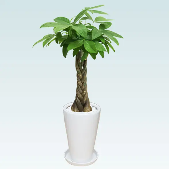 パキラ(陶器鉢植込み、６号ラウンド白色)4