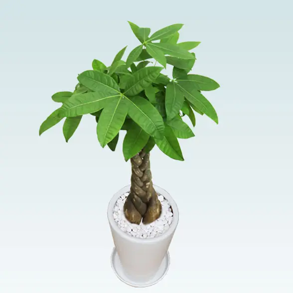 パキラ(陶器鉢植込み、６号ラウンド白色)6