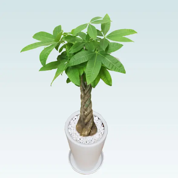 パキラ(陶器鉢植込み、６号ラウンド白色)7