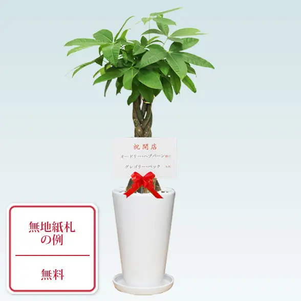 パキラ(陶器鉢植込み、６号ラウンド白色)9