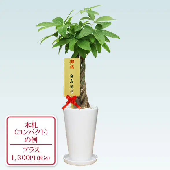 パキラ(陶器鉢植込み、６号ラウンド白色)10