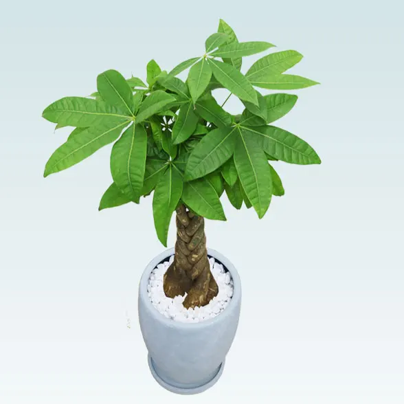 パキラ(陶器鉢　オーバル型　パステルブルー)3