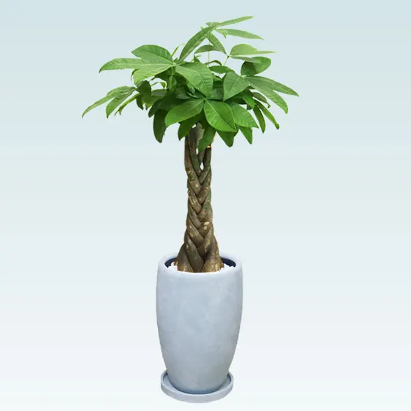 パキラ(陶器鉢　オーバル型　パステルブルー)4