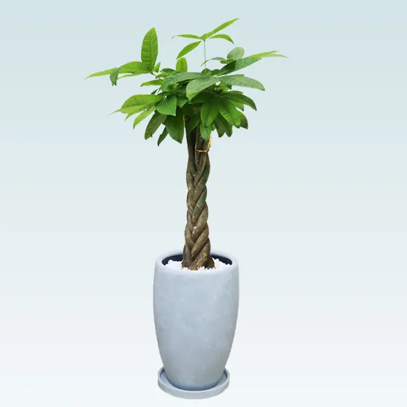 パキラ(陶器鉢　オーバル型　パステルブルー)5