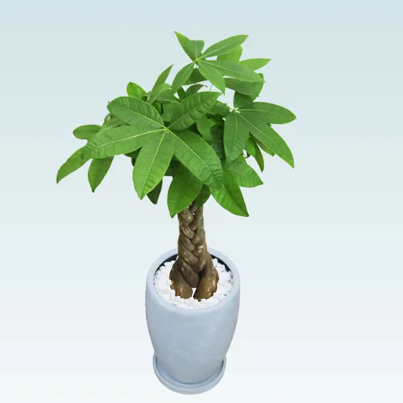 パキラ(陶器鉢　オーバル型　パステルブルー)6