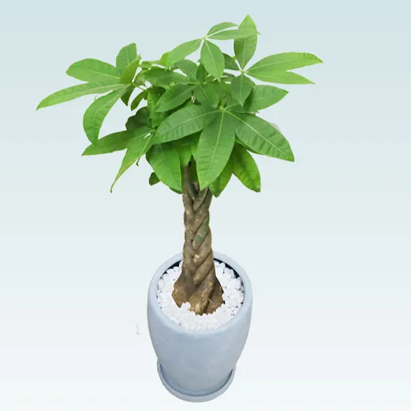 パキラ(陶器鉢　オーバル型　パステルブルー)7