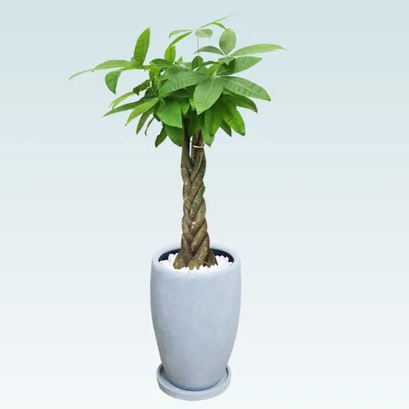 パキラ(陶器鉢　オーバル型　パステルブルー)8