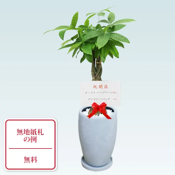 パキラ(陶器鉢　オーバル型　パステルブルー)9