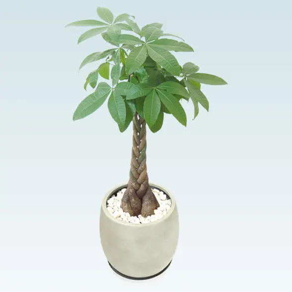 パキラ(グラスファイバー製鉢植込み、バルーン型)2