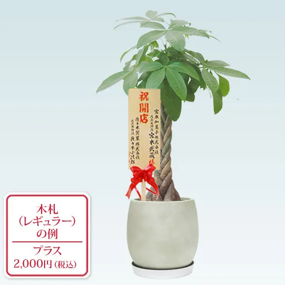 パキラ(グラスファイバー製鉢植込み、バルーン型)9