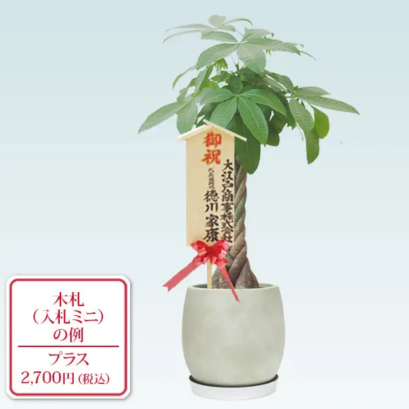 パキラ(グラスファイバー製鉢植込み、バルーン型)10