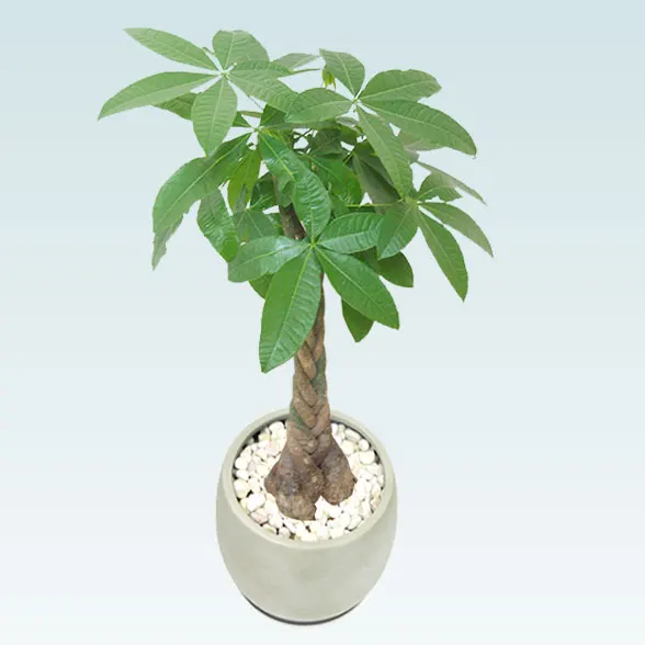 パキラ(グラスファイバー製鉢植込み、バルーン型)30