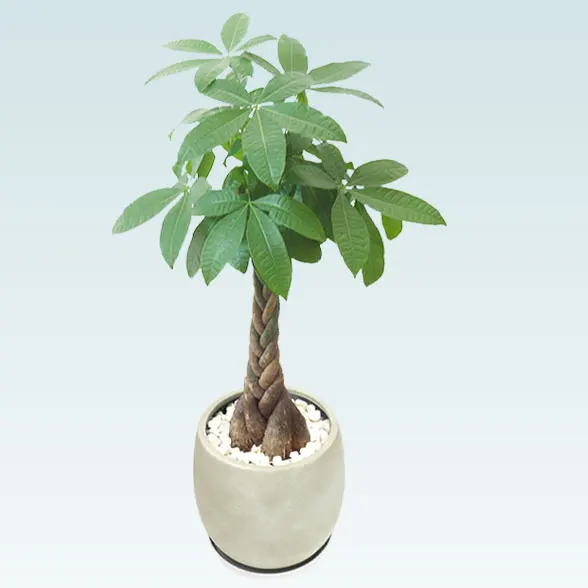 パキラ(グラスファイバー製鉢植込み、バルーン型)31