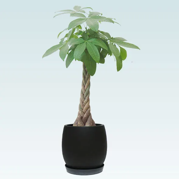 パキラ(グラスファイバー製鉢植込み、バルーン型)1