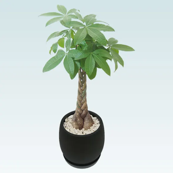 パキラ(グラスファイバー製鉢植込み、バルーン型)2