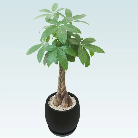 パキラ(グラスファイバー製鉢植込み、バルーン型)31