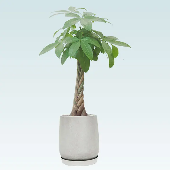 パキラ(グラスファイバー製鉢植込み、チューリップ型)1