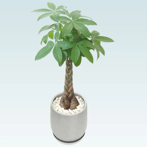 パキラ(グラスファイバー製鉢植込み、チューリップ型)2