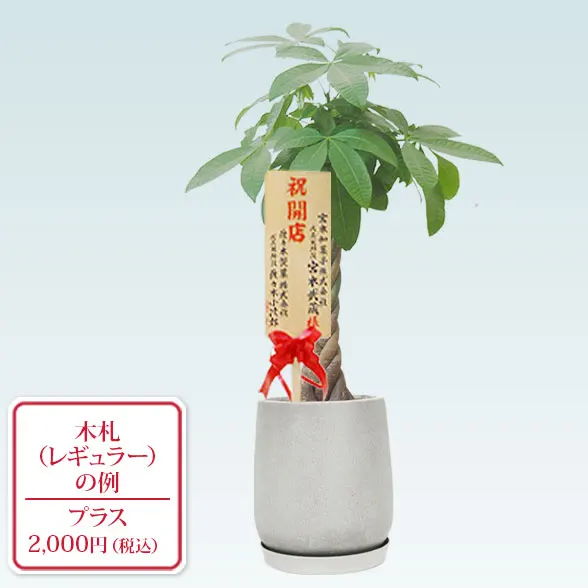 パキラ(グラスファイバー製鉢植込み、チューリップ型)9