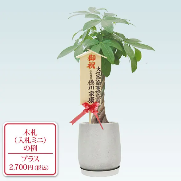 パキラ(グラスファイバー製鉢植込み、チューリップ型)10