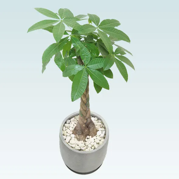 パキラ(グラスファイバー製鉢植込み、チューリップ型)30