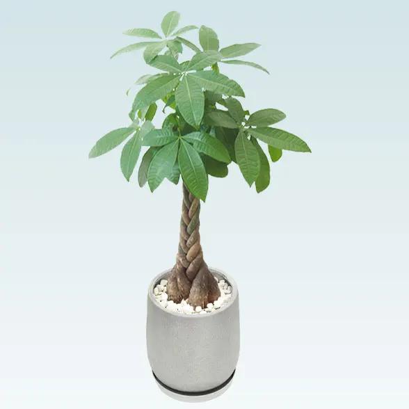 パキラ(グラスファイバー製鉢植込み、チューリップ型)31