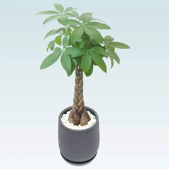 パキラ(グラスファイバー製鉢植込み、チューリップ型)2