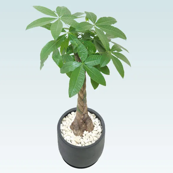 パキラ(グラスファイバー製鉢植込み、チューリップ型)30