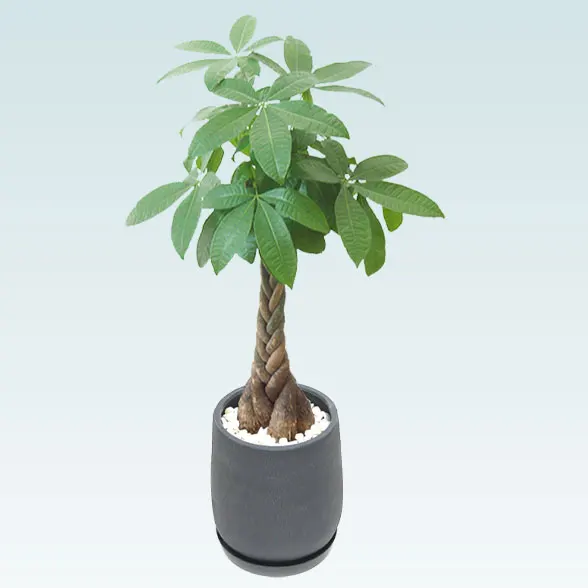 パキラ(グラスファイバー製鉢植込み、チューリップ型)31