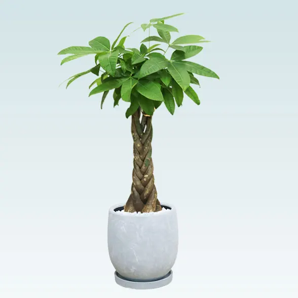 パキラ(陶器鉢 ボウル型 パステルカラー) スタイリッシュ/観葉植物の
