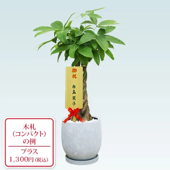 パキラ(陶器鉢　ボウル型)　スタイリッシュ10