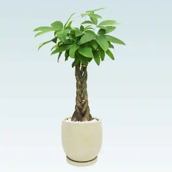 パキラ(陶器鉢　ボウル型　パステルカラー)　イエロー