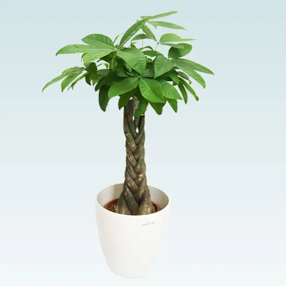 パキラ(ラスターポット付)　Ｓサイズ4