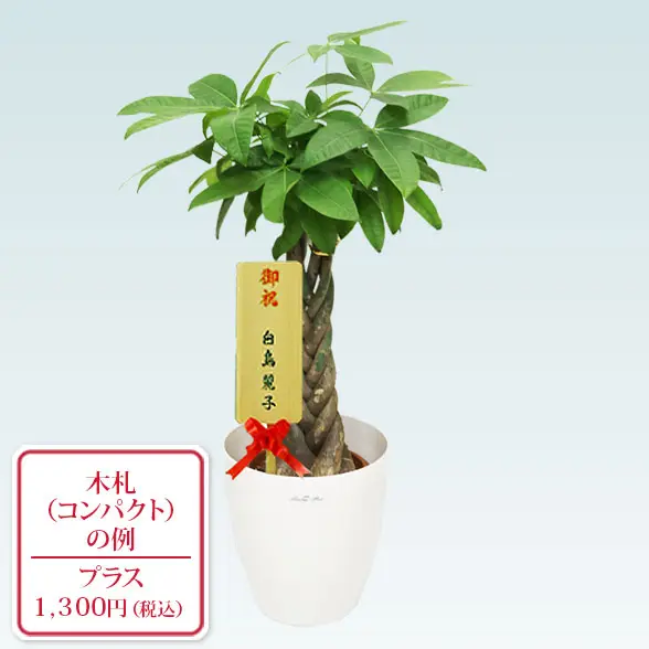 パキラ(ラスターポット付)　Ｓサイズ10